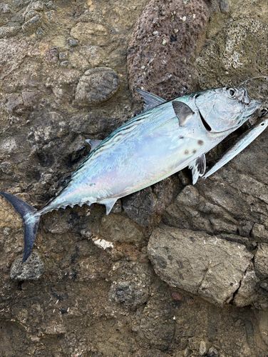 スマガツオの釣果