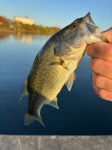 長浜港（琵琶湖）