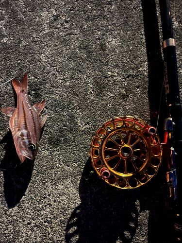 オオスジイシモチの釣果