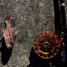 オオスジイシモチ