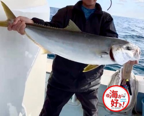 ヒラマサの釣果