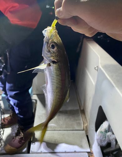 マアジの釣果