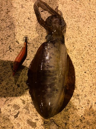 アオリイカの釣果
