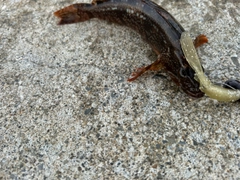 アイナメの釣果