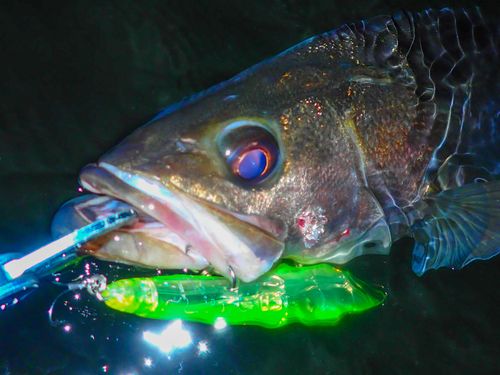 シーバスの釣果