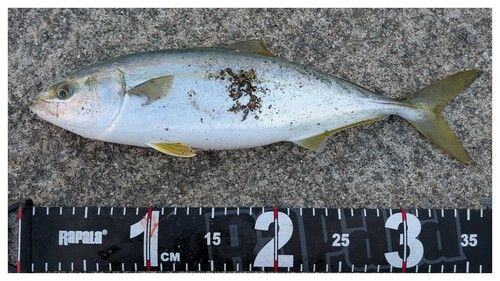 三陸海岸（岩手）