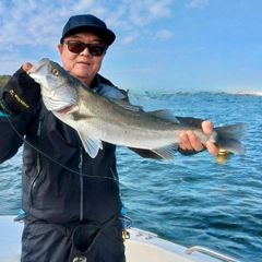 フッコ（マルスズキ）の釣果