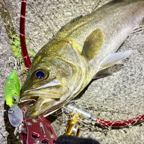 フッコ（マルスズキ）の釣果