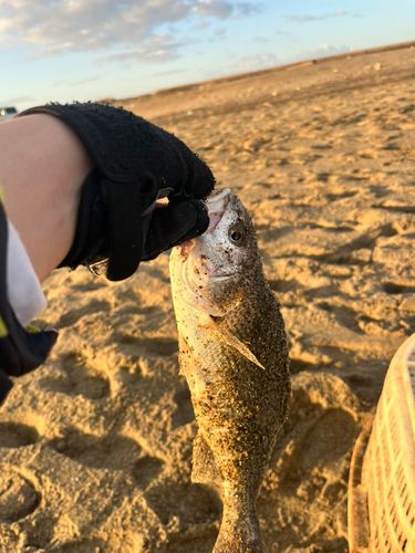 イシモチの釣果