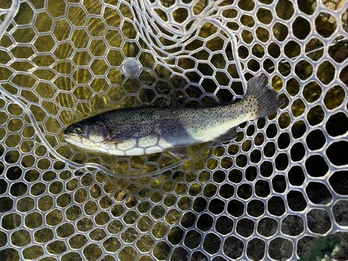 ニジマスの釣果