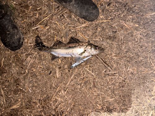 セイゴ（マルスズキ）の釣果