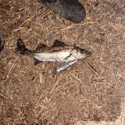 セイゴ（マルスズキ）