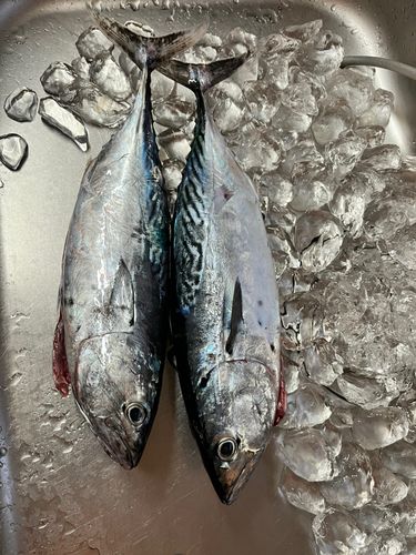 スマガツオの釣果