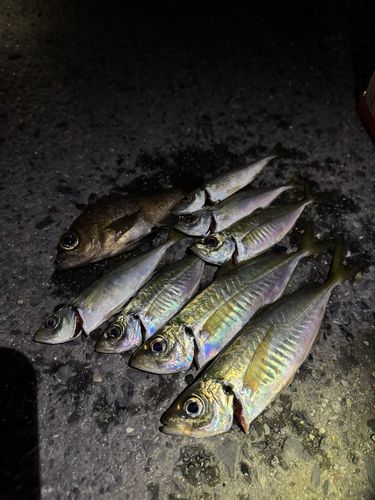 アジの釣果