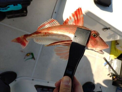 ホウボウの釣果