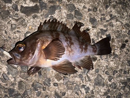 クロメバルの釣果