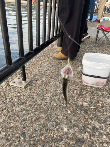 カタクチイワシの釣果