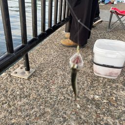 カタクチイワシ