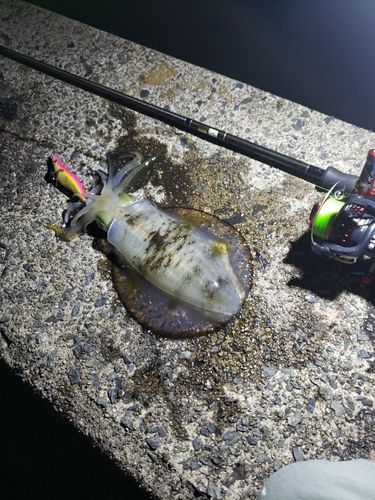 アオリイカの釣果