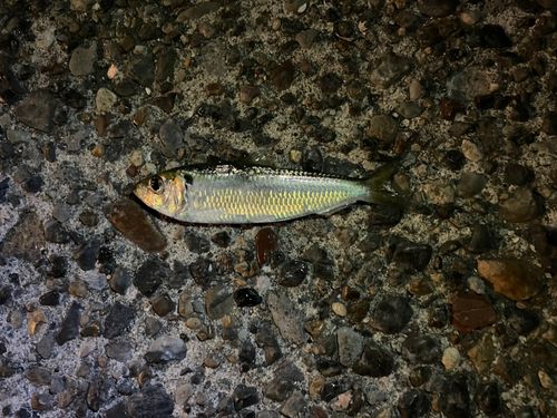 若洲海浜公園海釣り施設