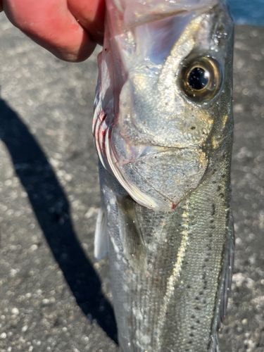 セイゴ（マルスズキ）の釣果