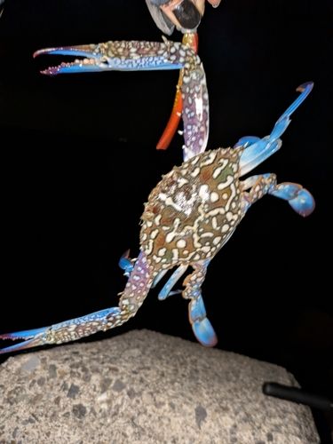 タイワンガザミの釣果