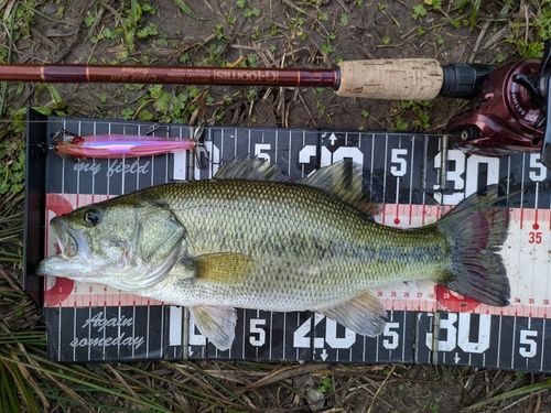 ラージマウスバスの釣果