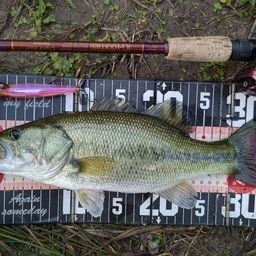 ラージマウスバス