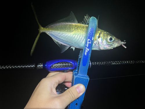 マアジの釣果