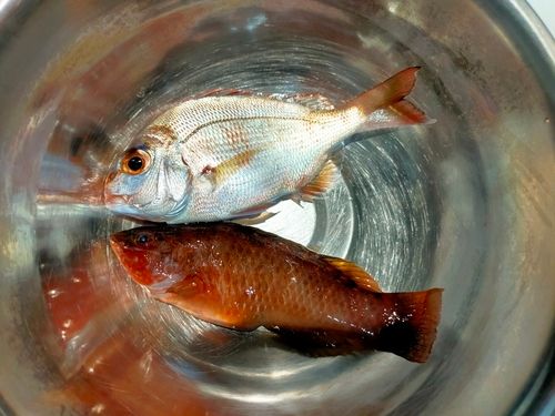 チャリコの釣果