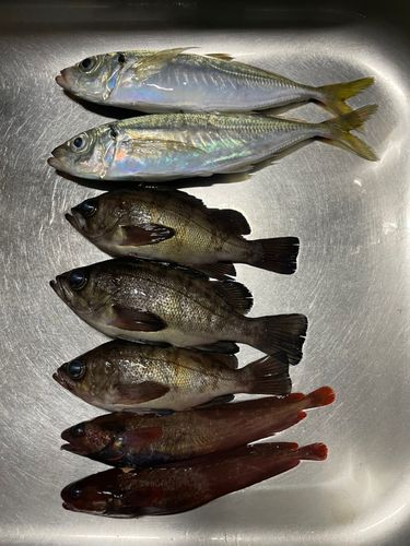 アジの釣果