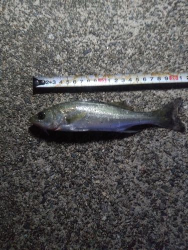 セイゴ（マルスズキ）の釣果