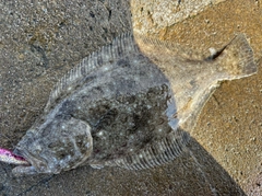 ヒラメの釣果