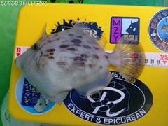 カワハギの釣果