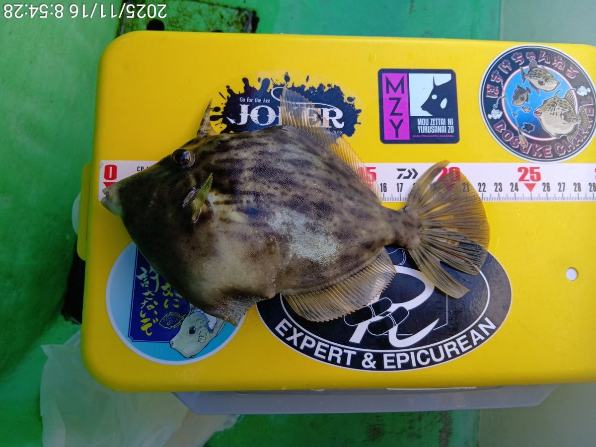 にゃんすけさんの釣果 2枚目の画像