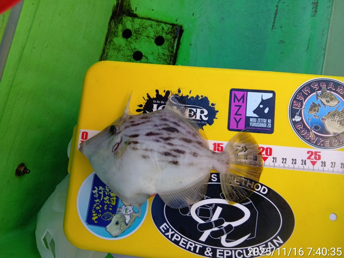 にゃんすけさんの釣果 3枚目の画像