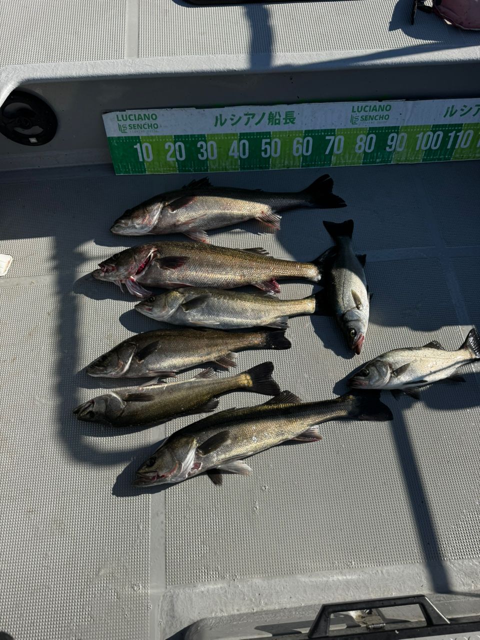 名古屋港　ルシアノ船長さんの釣果 2枚目の画像