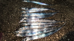 タチウオの釣果