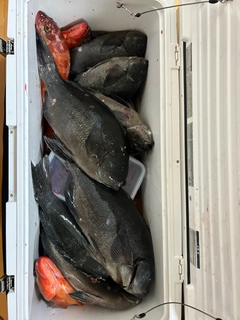 アカハタの釣果