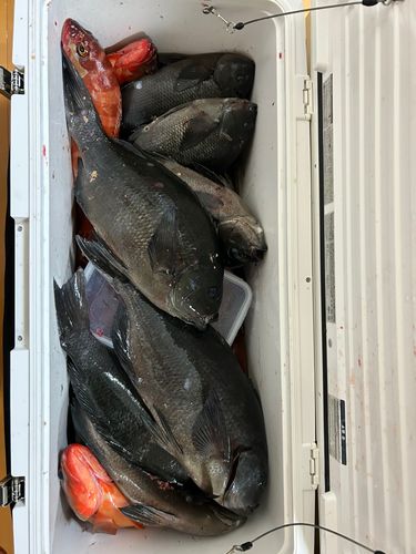 アカハタの釣果