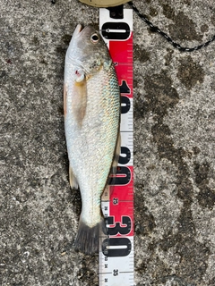 シログチの釣果