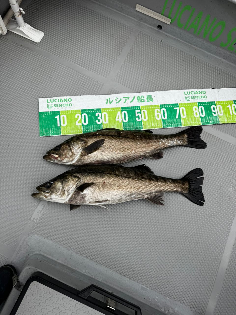 名古屋港　ルシアノ船長さんの釣果 3枚目の画像
