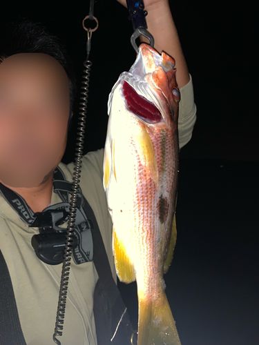 クロホシフエダイの釣果