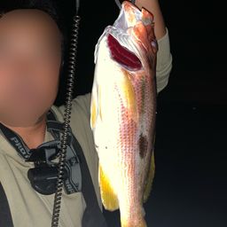 クロホシフエダイ