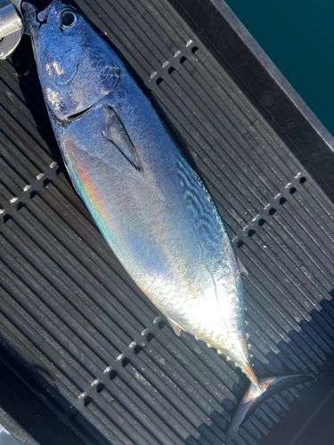 スマガツオの釣果