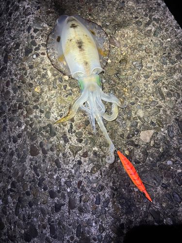 アオリイカの釣果