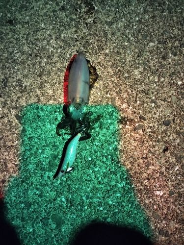 川尻漁港（長門）