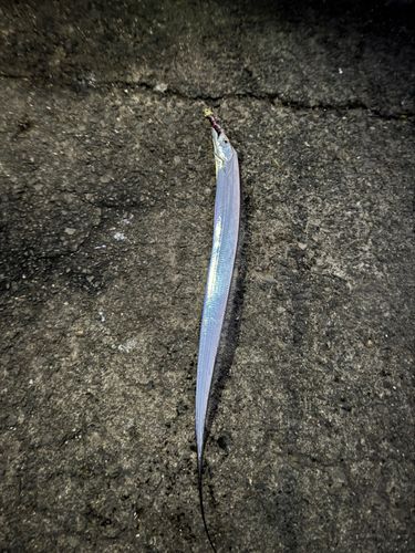 タチウオの釣果