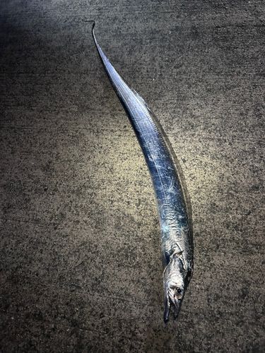 タチウオの釣果