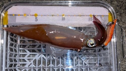 ヤリイカの釣果